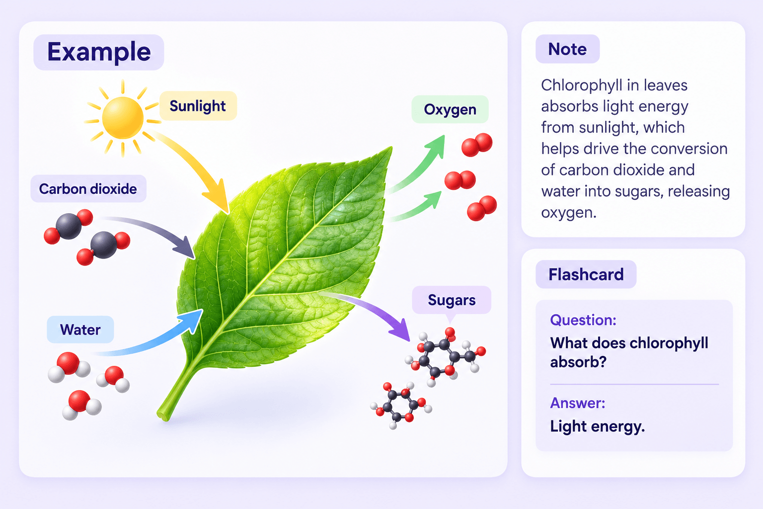 biology class notes online - photosynthesis notes example